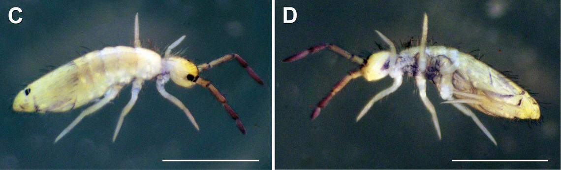 Juveniles and subadults are pale yellow and do not have a dark ventral body.