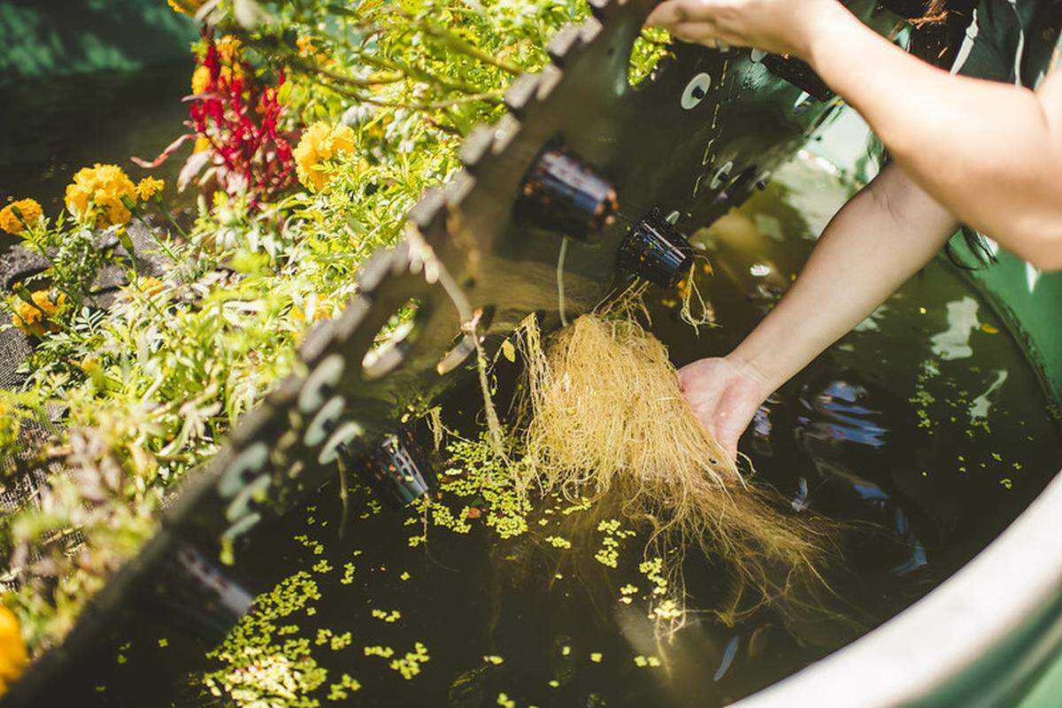 Las raíces de las flores salen por los agujeros de la estera hacia el agua y absorben el fósforo y el nitrógeno.