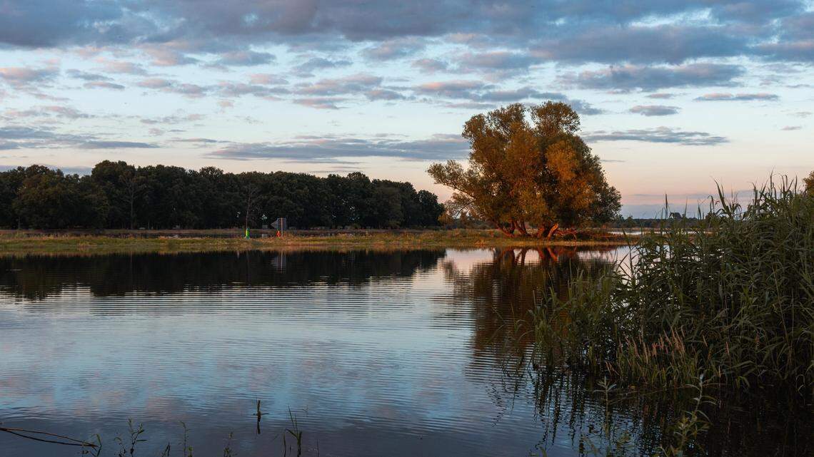 Massive amounts of fish mysteriously died, killed off in the Oder River between Germany and Poland, but now experts know why: algae bloom.