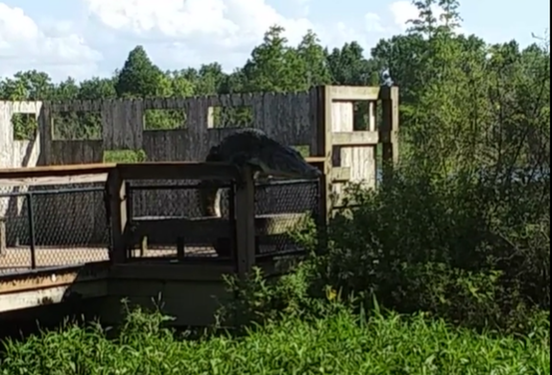 This is the moment just before the alligator slid over the top of the fence along a trail at Florida's Circle B Bar Reserve.