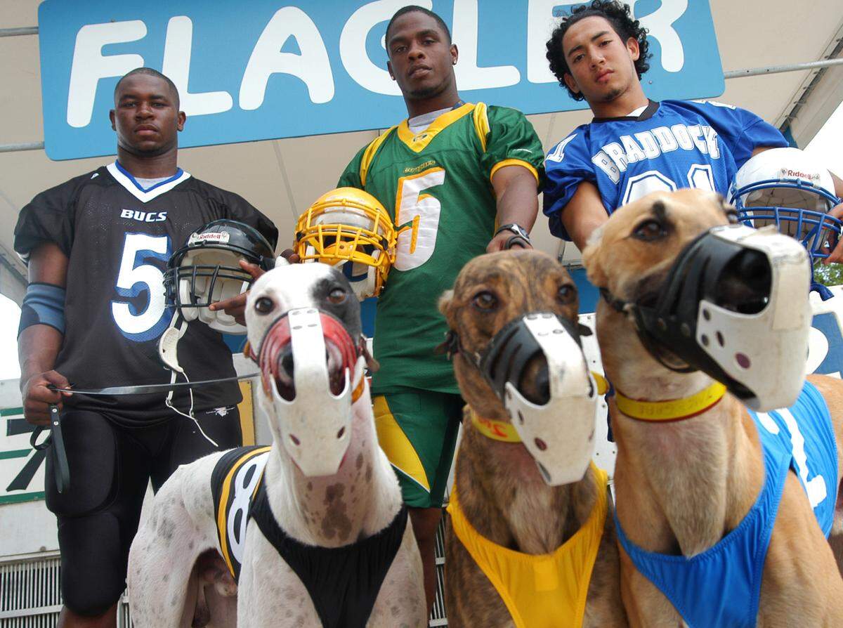 08/14/03 - Noelle Theard/Herald Staff From left to right, South Dade High School’s Charlie Jones, Killian High School’s Bobby Washington, and Braddock High School’s Peter Medrano pose with 3 greyhound dogs in front of the starting block at Flager Dog Track. The three are runningbacks, all in a race for the Dade rushing title. (1 of 4)