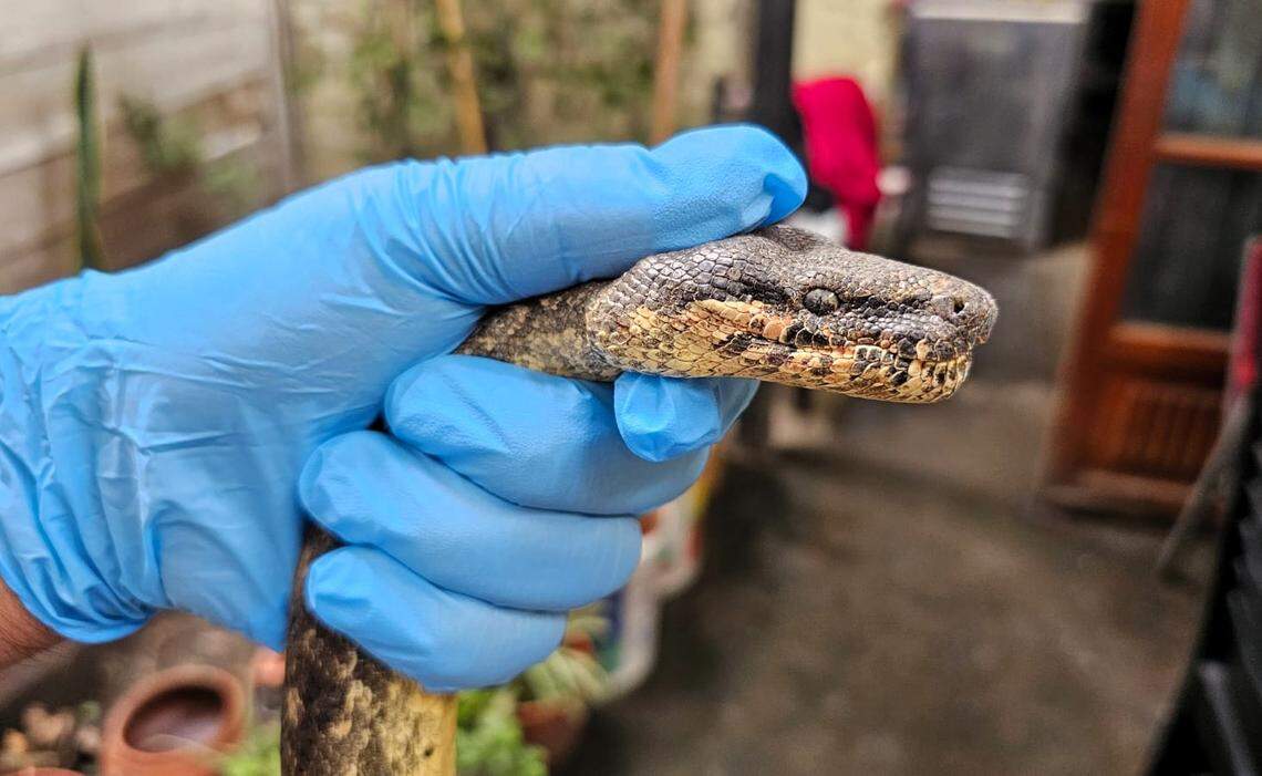 Locals believe the snake was going to be stuffed and used in shamanism, officials said.