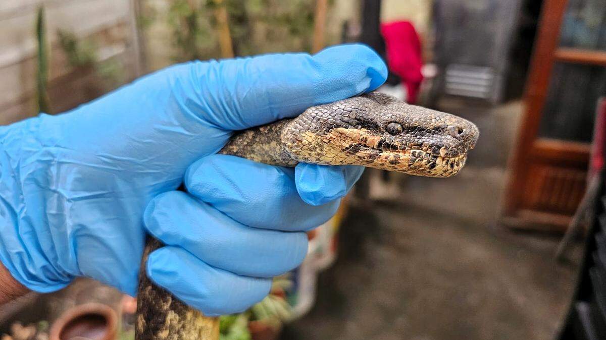 Locals believe the snake was going to be stuffed and used in shamanism, officials said.