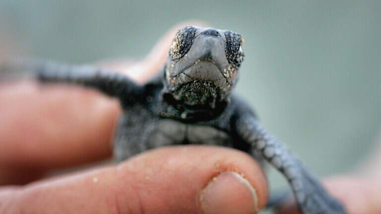 Hilton Head just broke its record for sea turtle nests, a protection group says. Here’s how many