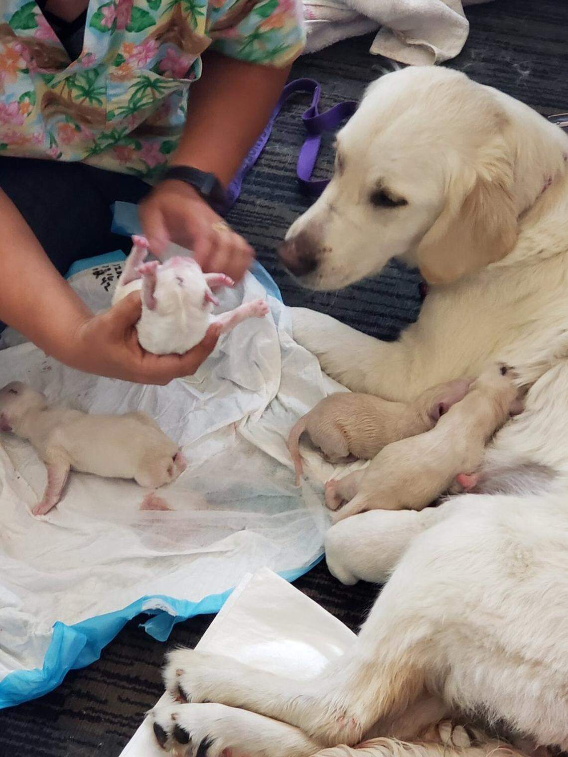 A service dog went into labor at Tampa International Airport just before boarding her flight to Philadelphia.