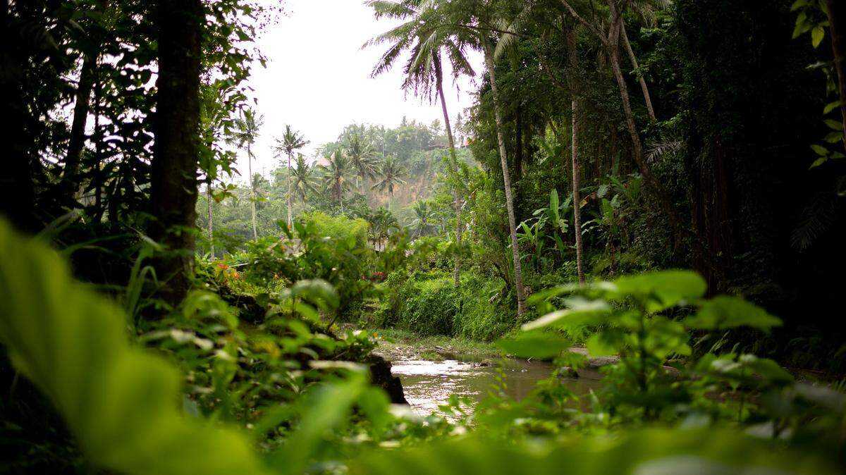 In the highland tributaries of the Amazon rainforest’s rivers, a small, yellow creature was discovered as a new species.