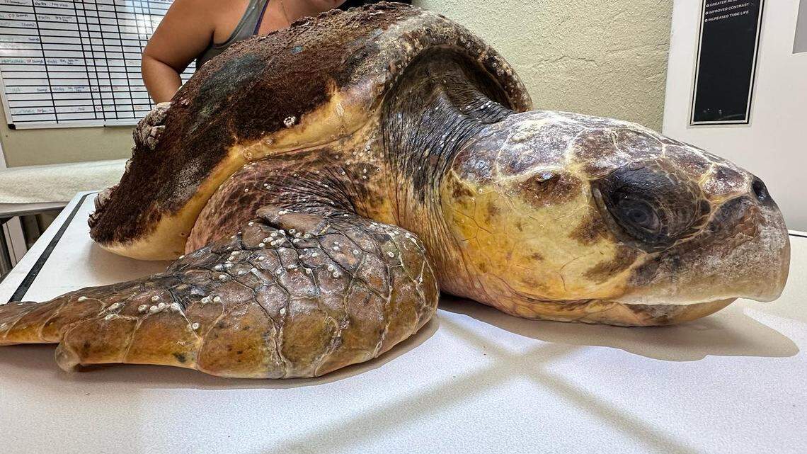 A Turtle Hospital staffer observes Aubie, a loggerhead turtle that was found Thursday, Oct. 17, 2023, in distress at a Florida Keys resort with a spear through its head.