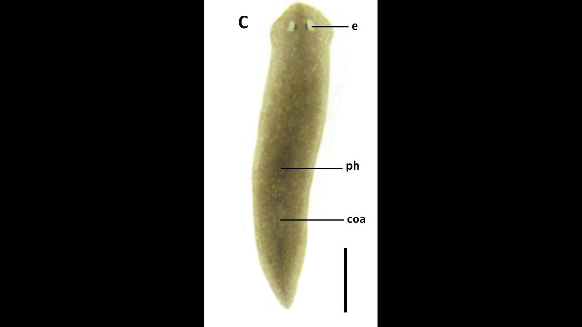 The flatworm is relatively small, and set apart by its unique genitalia.