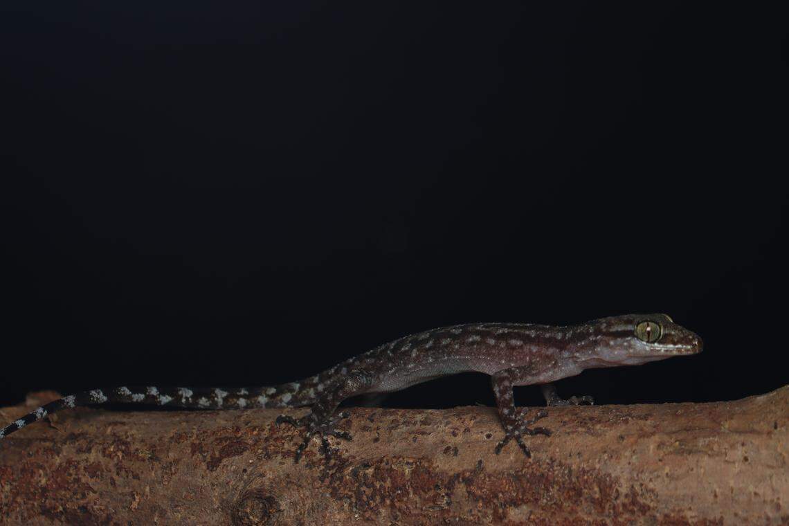 A Cyrtodactylus vairengtensis, or Vairengte bent-toed gecko, perched on a log.
