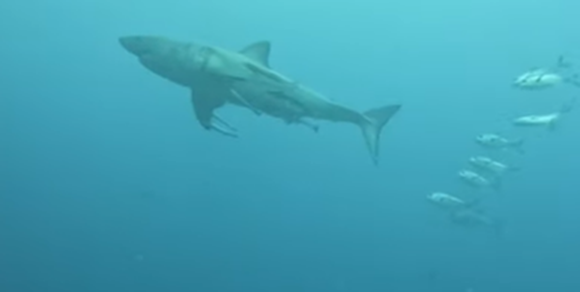 This is a view of the 10-foot great white shark as seen by the camera strapped to a nurse shark off Florida’s Atlantic coast.
