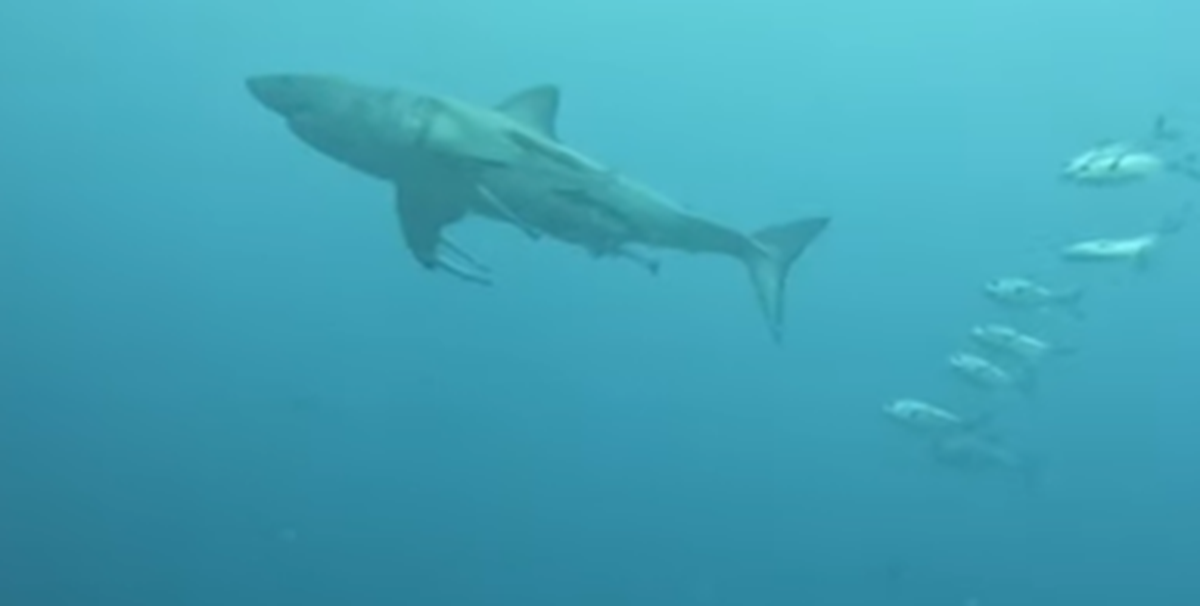 This is a view of the 10-foot great white shark as seen by the camera strapped to a nurse shark off Florida’s Atlantic coast.