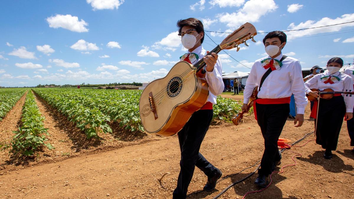 Los estudiantes del Conservatorio de Mariachi de Homestead-Miami caminan por los campos de Okra antes de actuar en una celebración del Cinco de Mayo organizada por el Consejo Mexicano-Americano, en Sifuentes Farms en Homestead, Florida, el martes 5 de mayo de 2020. .
