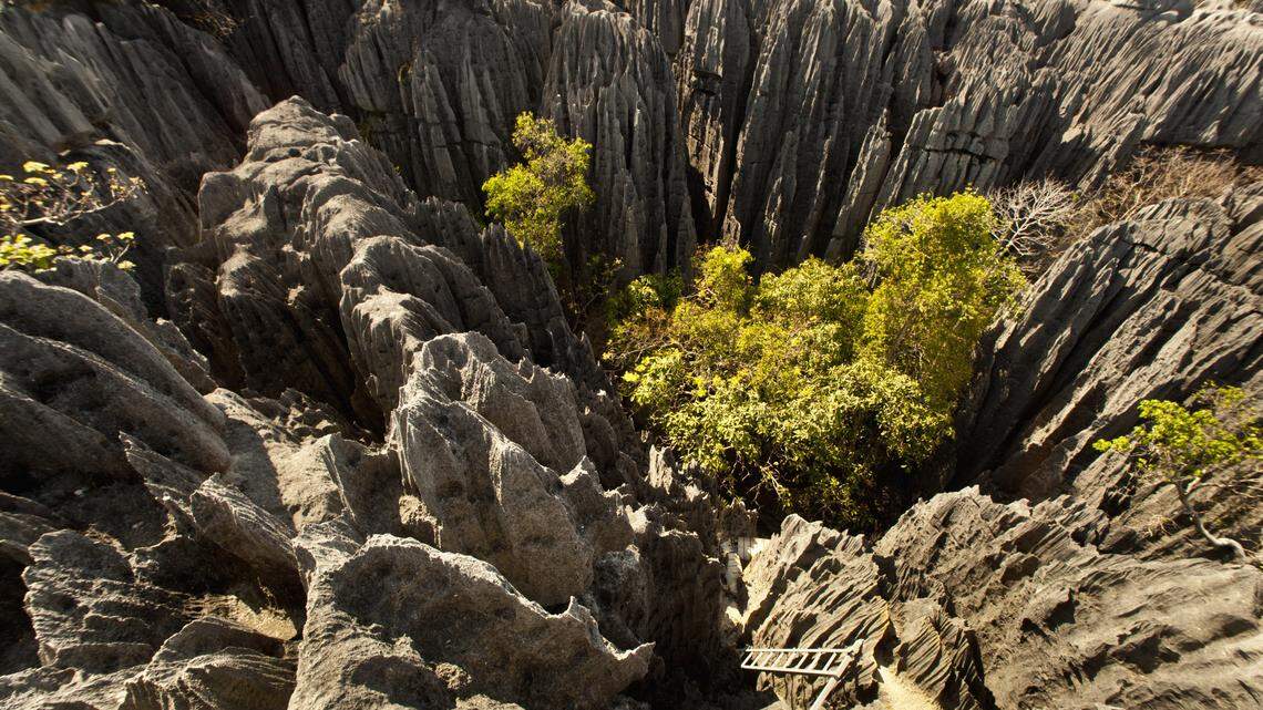 A new species was found in several national parks in northwestern Madagascar, including one famous for its jagged rocks.