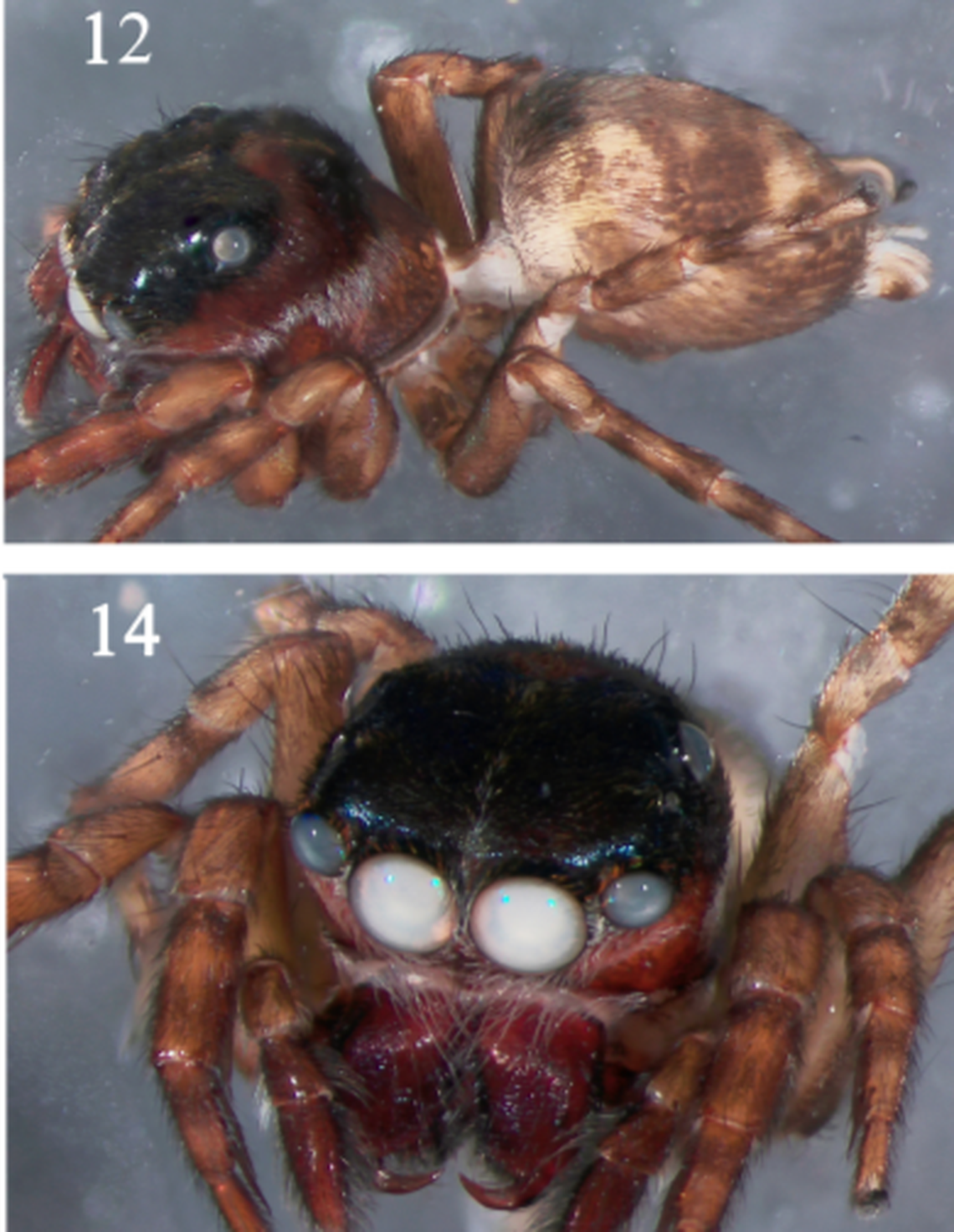 Thiratoscirtus kalisia have “dark brown” chelicerae.