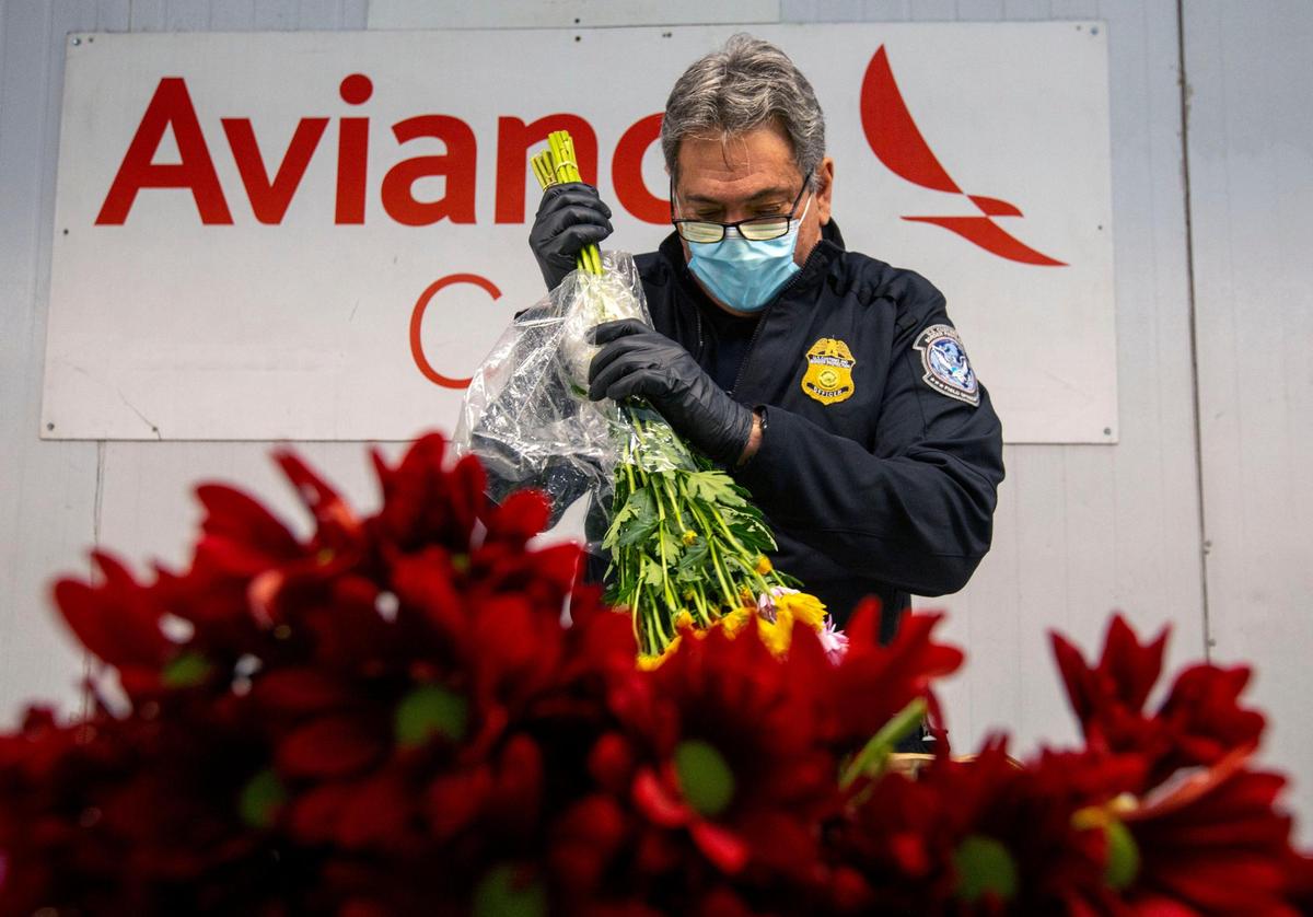 Customs and border protection agriculture specialist XXX shakes a shipment of flowers imported from Latin America as mass quantities of the sought after plants make their way into the United States for Valentines day at Avianca Cargo warehouses at Miami International Airport on Friday, February 11, 2022. About 91% of all cut flowers that enter the U.S. come through MIA.