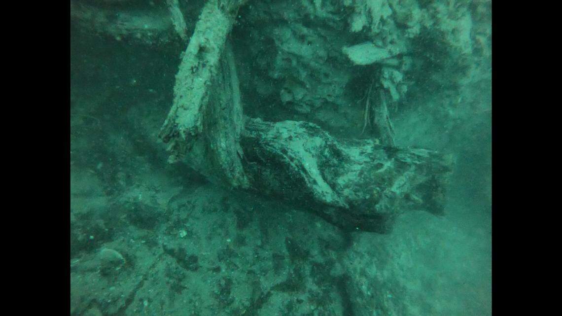 Prehistoric forest of massive trees found buried in sea floor off Alabama, NOAA says