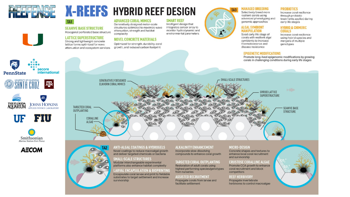 The ‘Reefense’ program aims to create ‘hybrid reefs,’ which include artificial structures at the base, living corals or oysters growing on top and a slew of strategies for helping the living reef grow faster and healthier.