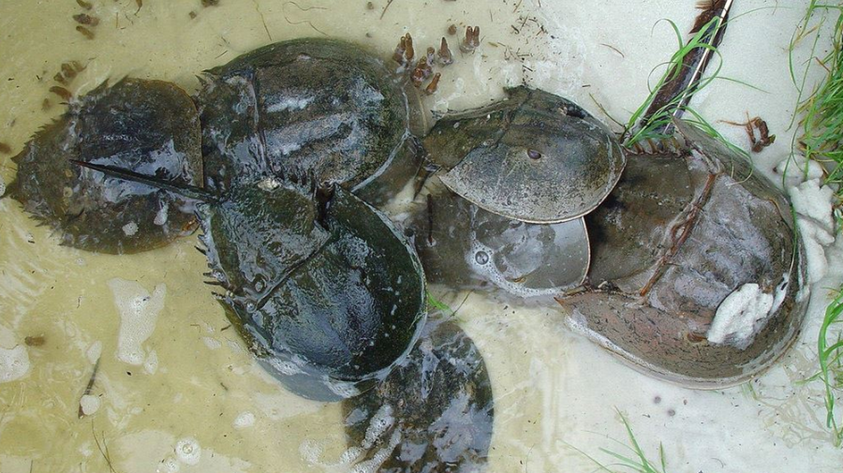 Horseshoe crabs