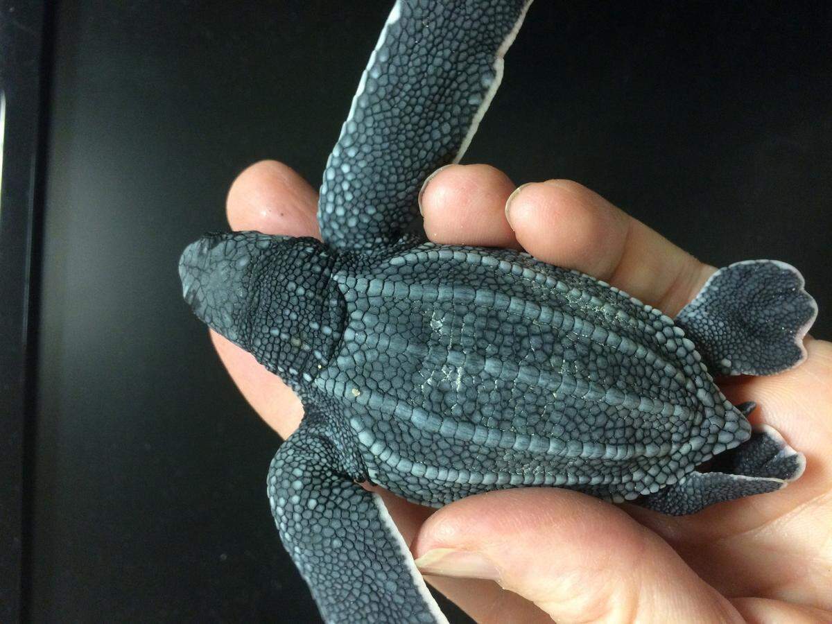 Leatherback sea turtles need to be in good shape to make it to the water without being preyed on. Hotter tests produced smaller and clumsier turtles.