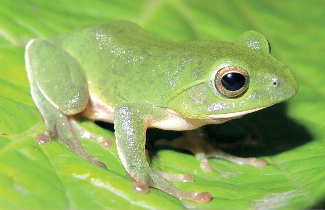 Researchers distinguished the new species by its DNA, body size and skin color.