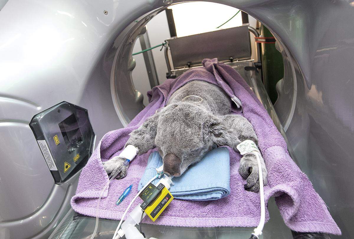 Milo, Zoo Miami’s 7-year-old male Queensland koala, went through a series of procedures, including imaging tests, as part of an overall health exam, spokesman Ron Magill said on Jan. 16, 2019.