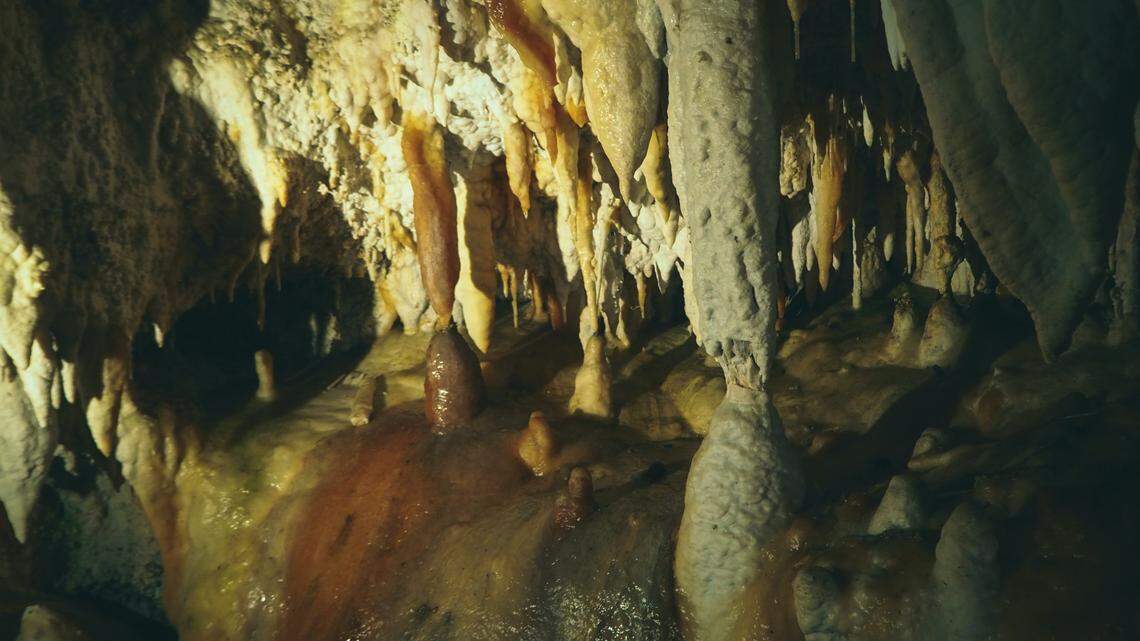 Two new species of leeches were discovered in the country of Georgia, a new study says. One species was found on cave stalagmites.