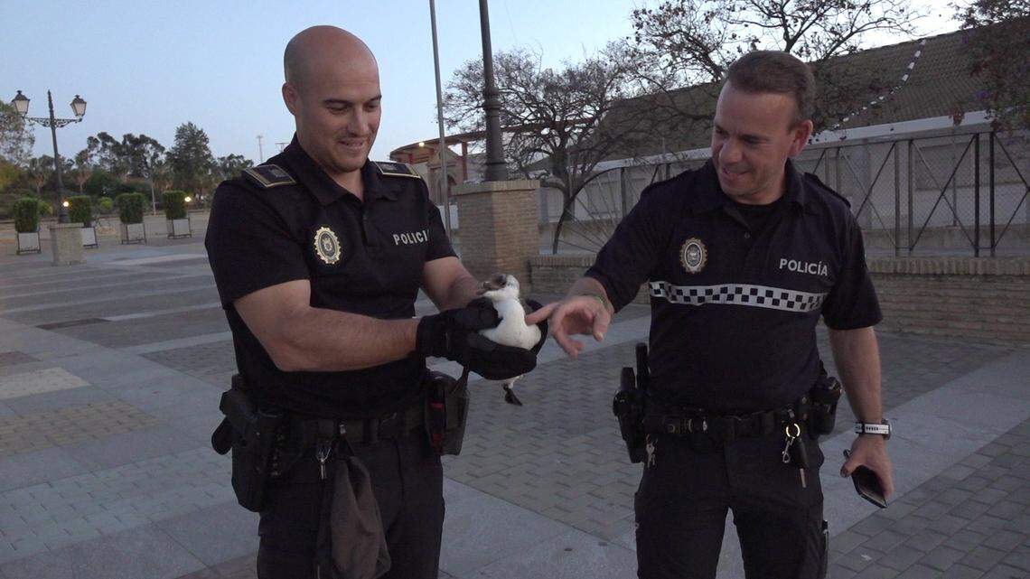 A cold-water bird was spotted in Mazagón amid hot weather; police captured the animal, and vets treated it, officials said.