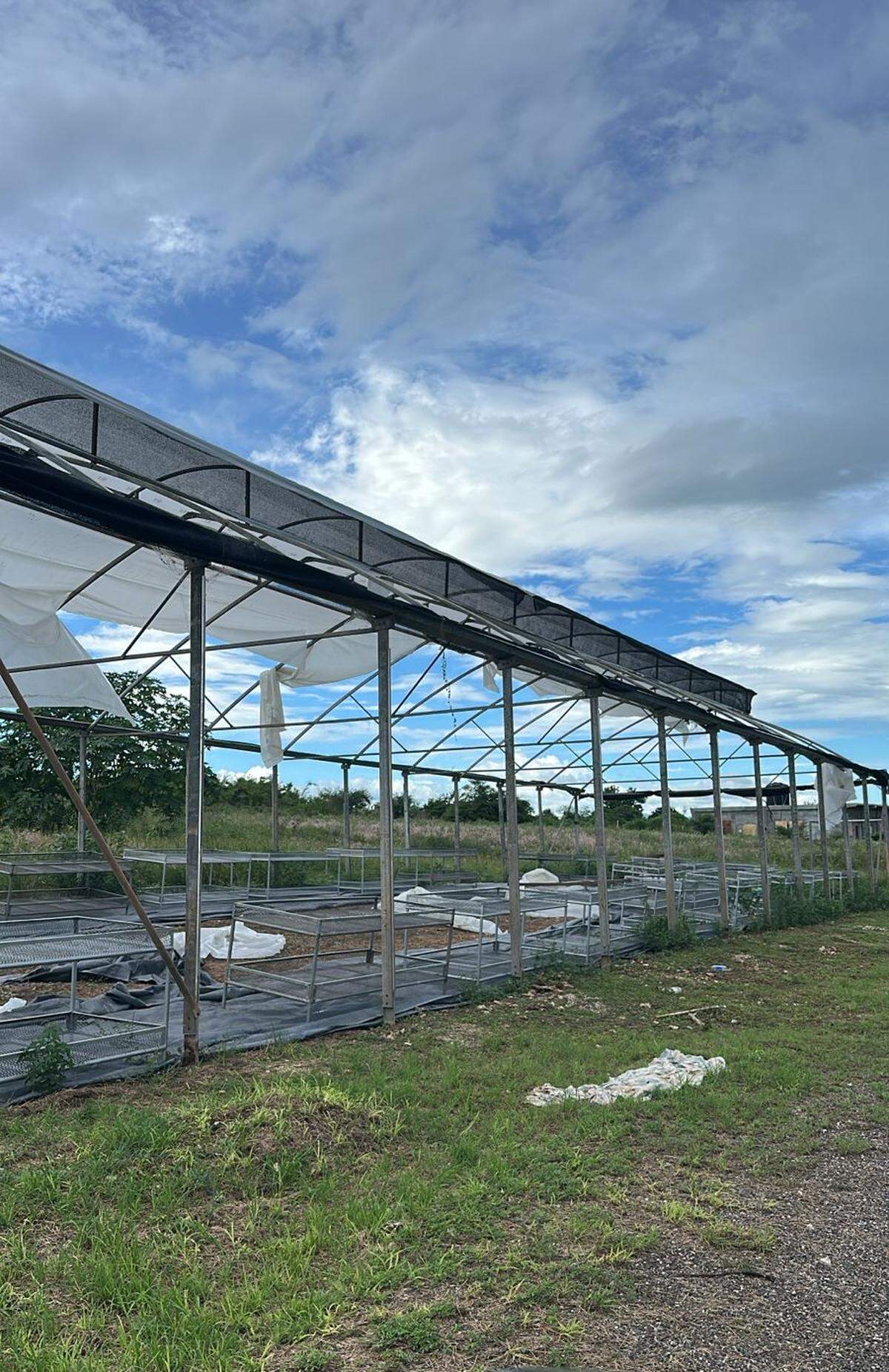 Junior Ebanks, a farmer on Jamaica’s southern coast, removed the plastic coverings from his greenhouses in hopes to spare himself from the same devastation he suffered after last year’s storm. Unlike Hurricane Beryl, which brushed the island, powerful Hurricane Melissa is forecast to make a direct hit.