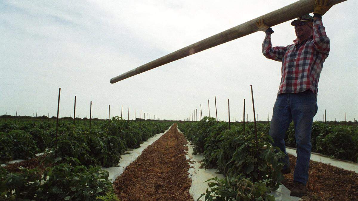 File art: A worker carries a pipe used to move water through tomato fields for frost prevention in a field near Florida City in advance of a cold wave in 2000.