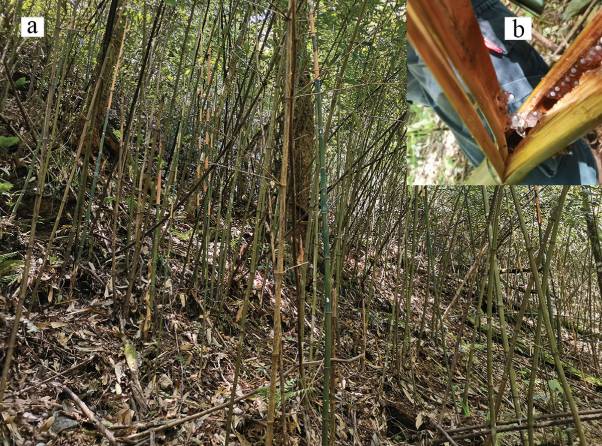The frogs lay eggs in the broken openings of bamboo.