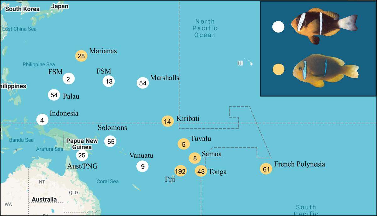 The two color morphs were caught by divers around the islands of the South Pacific.