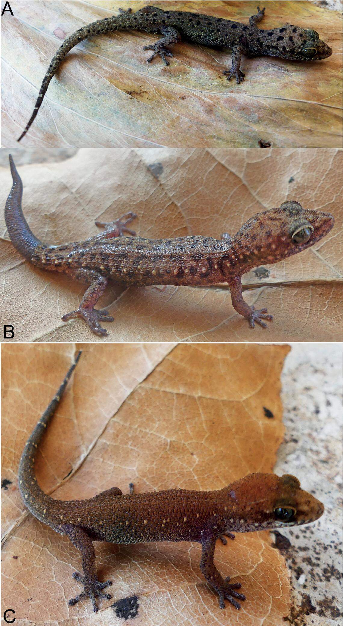 Three specimens of Gialai leaf-toed gecko or Dixonius gialaiensis. From top to bottom, the lizards are an adult male, adult female and juvenile male.