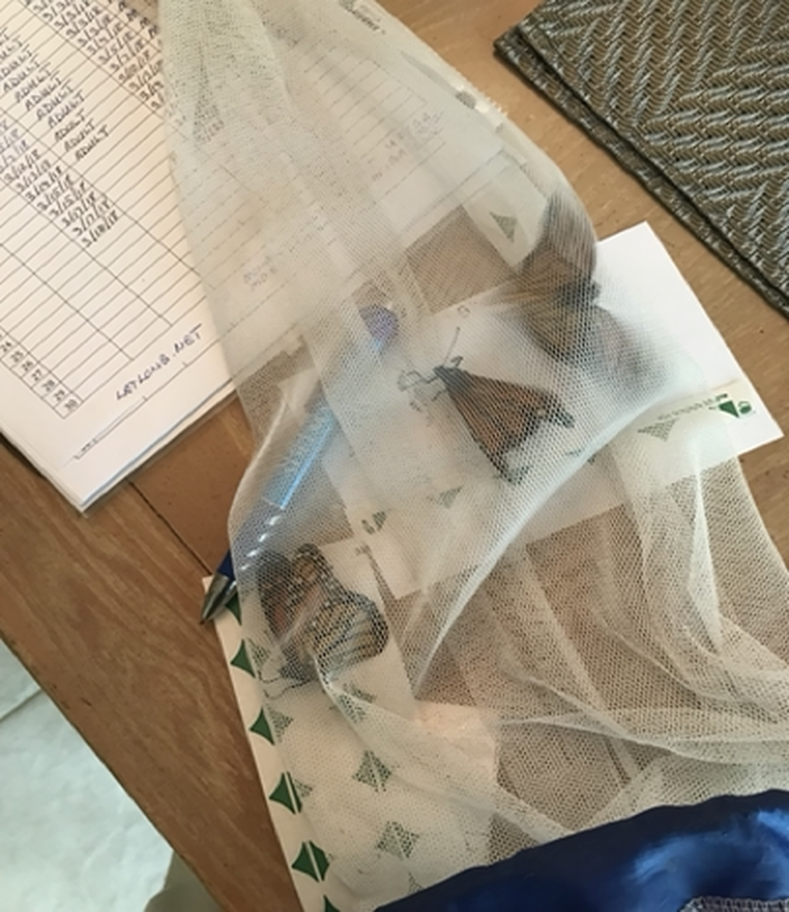 Netted South Florida monarchs for Project Monarch Health to test for OE parasites.