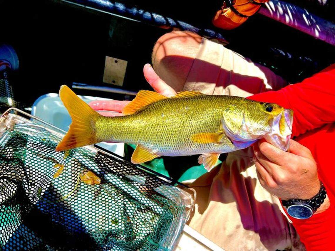 This largemouth bass was caught in Lake Tarpon in Pinellas County, Florida, and it has a condition called xanthism, according to state fisheries biologists.