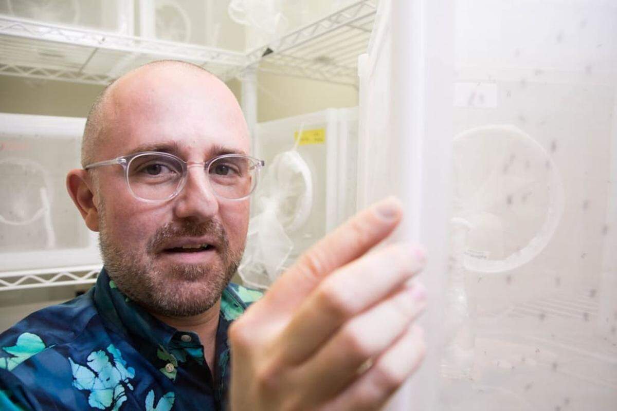 Florida International University biologist Matthew DeGennaro was part of a team between FIU, Lund University in Sweden and University of Washington to discover a method to bait and kill mosquitoes using geosmin, a common microbial compound that attracts the breeding insects.