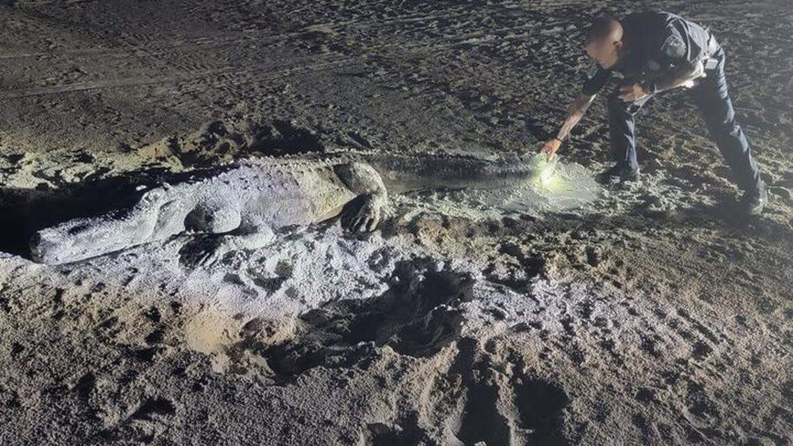 A Treasure Island Police Department officer on routine patrol found this alligator on the beach, and quickly discovered it was made of sand.