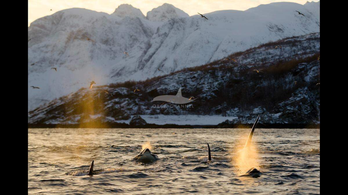 The “incredible animals” were feeding on herring, the group said on Facebook.