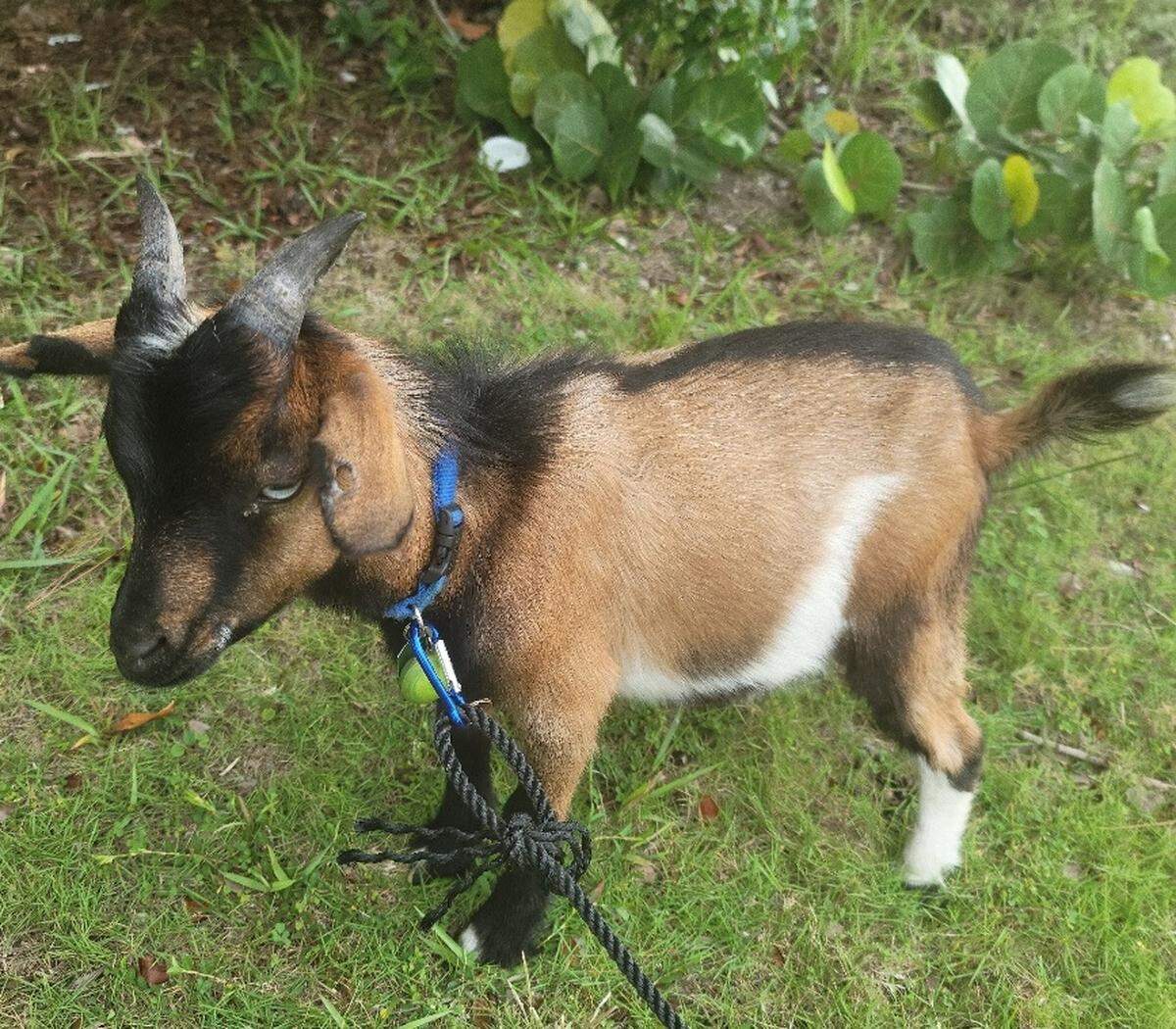 A Monroe County Sheriff’s Office deputy responded to a report of a stolen miniature goat on Sept. 2, 2021. No arrests were made and the goat was returned to its owner.