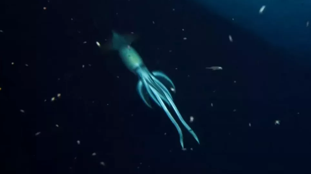 Shipwreck explorers ventured nearly 2,800 feet below sea level and spotted a mysterious creature.