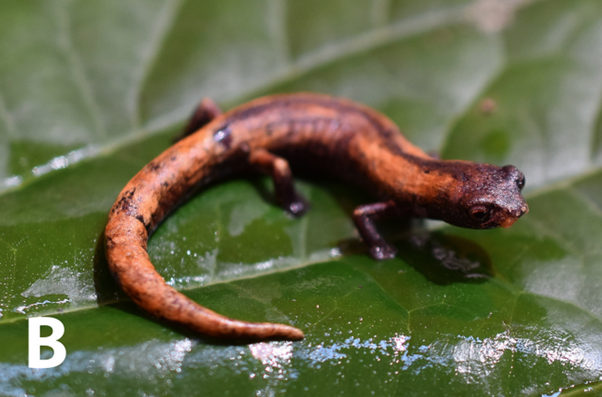 The salamander is known for its mushroom-shaped tongue.