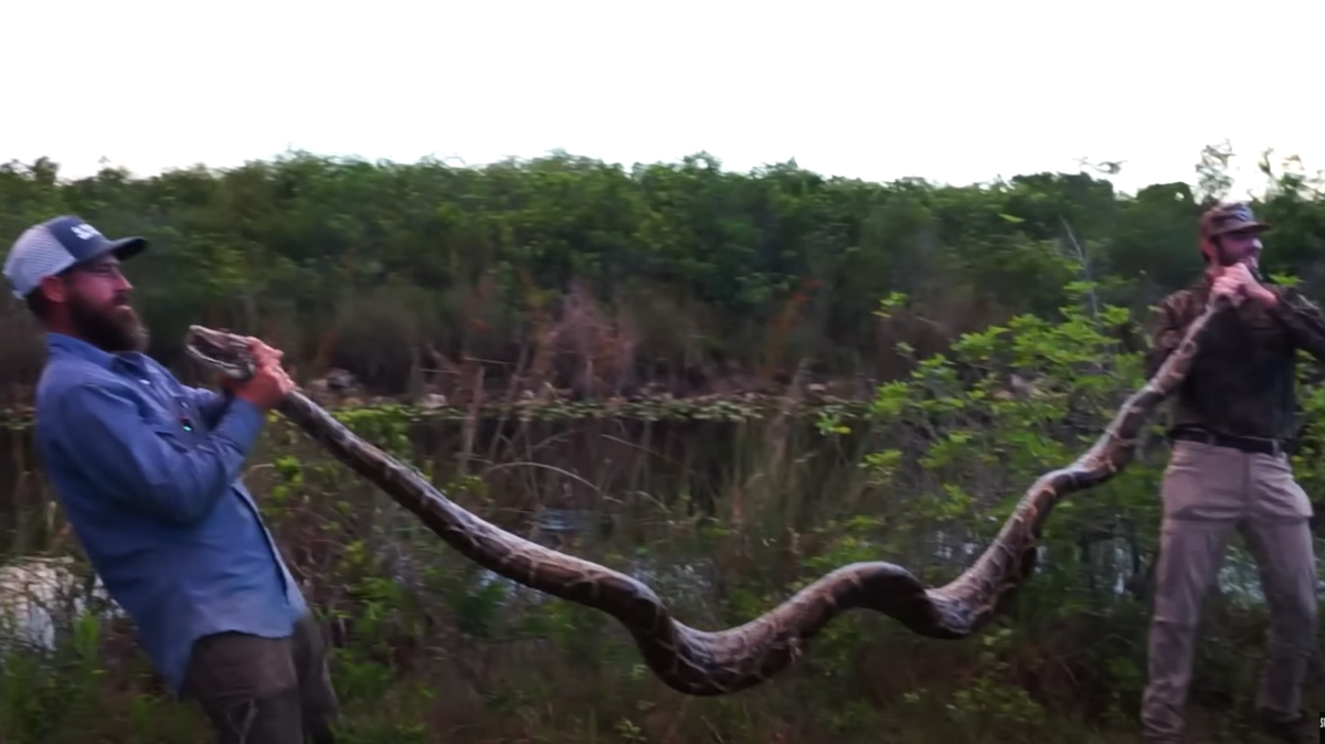 The largest of the four female pythons captured on the island was around 15 feet in length and she was still full of eggs, according to Mike Kimmel, known as the Python Cowboy.