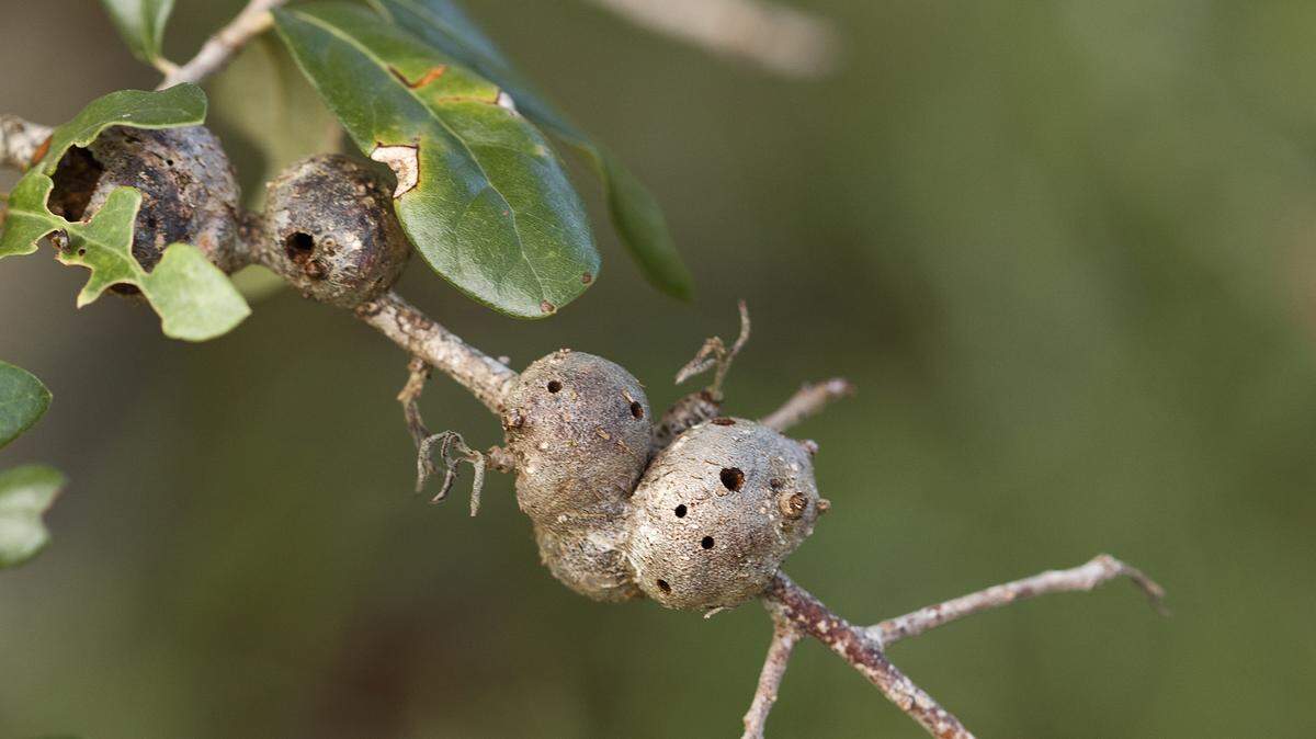 Potato gall on a live oak tree stem.