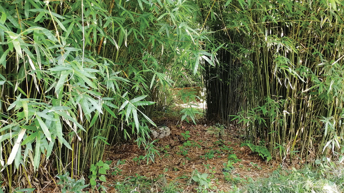 A critter found under the leaf litter of China’s bamboo forests is a new species.