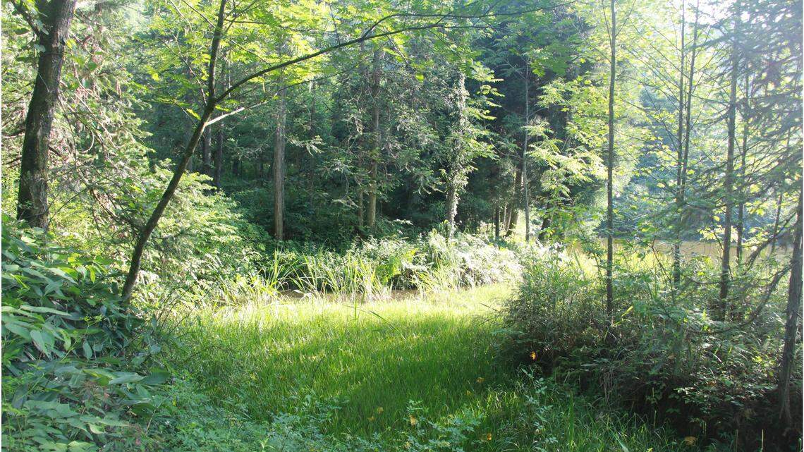 Scientists discover new animal species hiding in “dense weeds” of mountain swamps in Qianjiang district, Chongqing, study said.