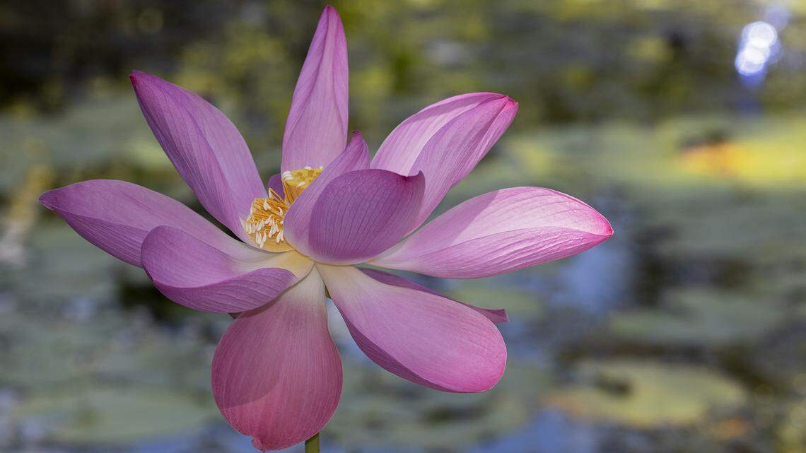 A hot pink lotus variety.