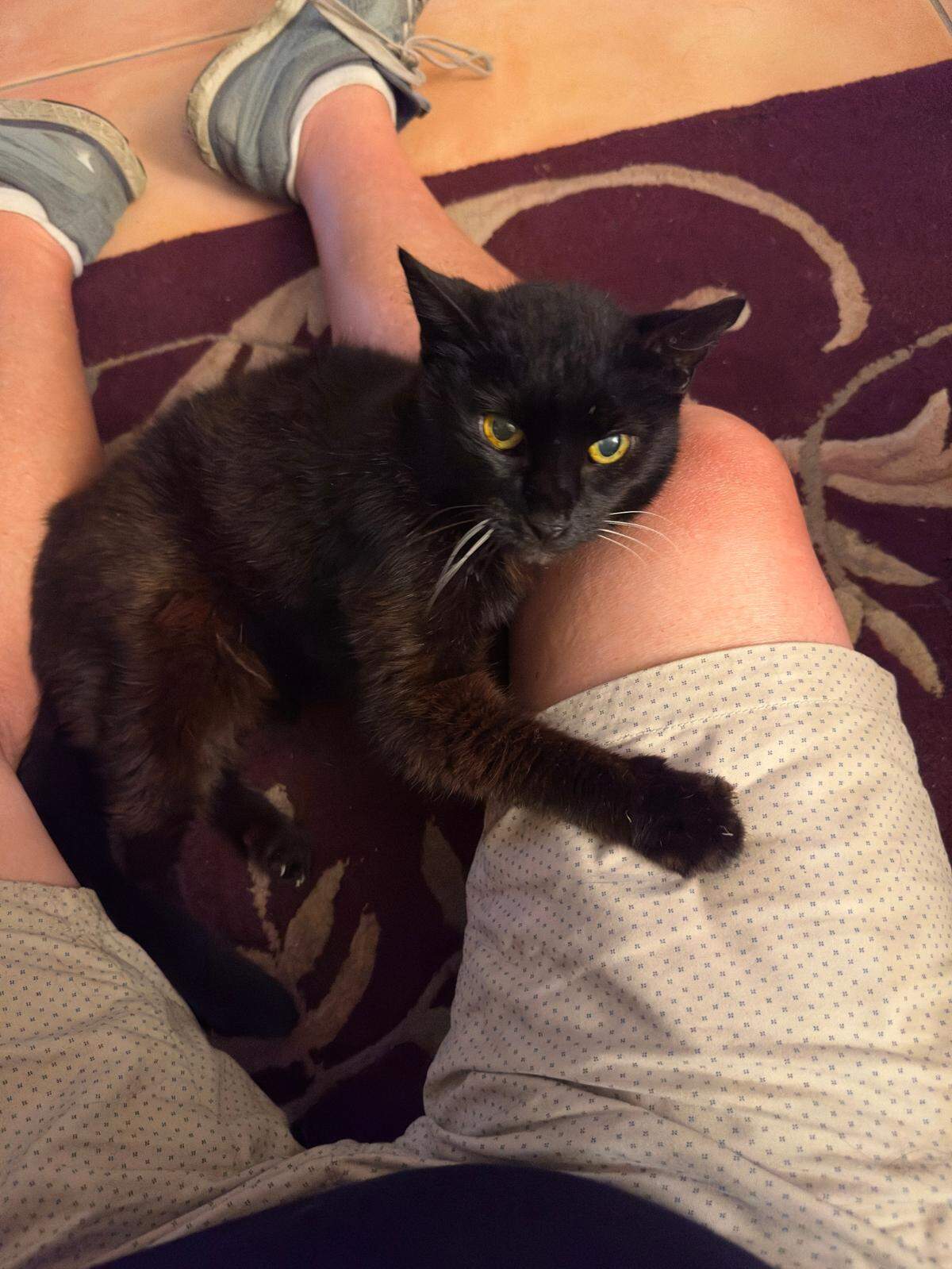 Outdoor cats, like this black-coated Bombay mix, can suffer heat exhaustion or heat stroke as temperatures set records across Florida as they have in July 2023. Try to bring them inside if you can or, at least, give them plenty of fresh water and shade.