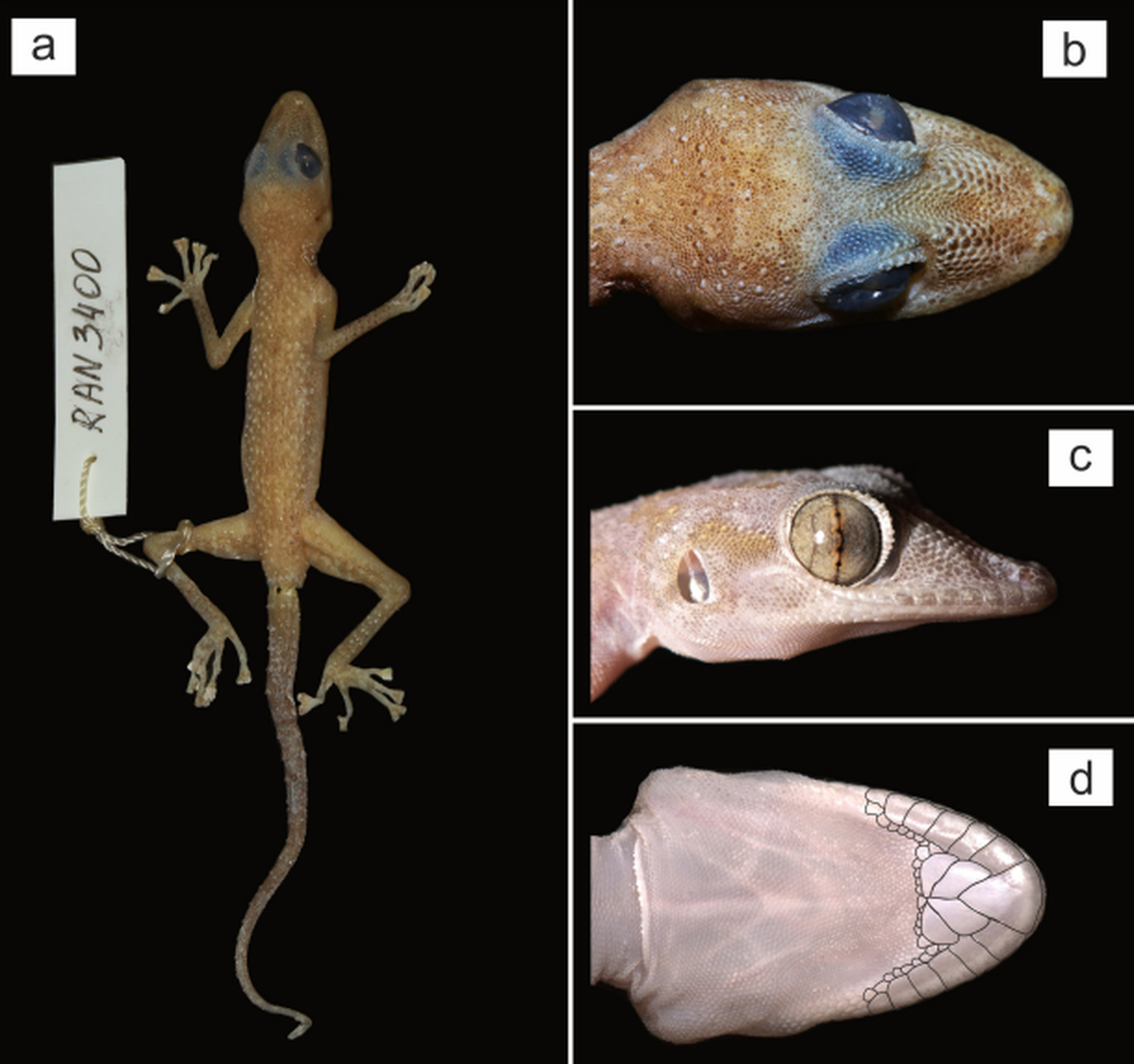 new species leaf-toed gecko iran