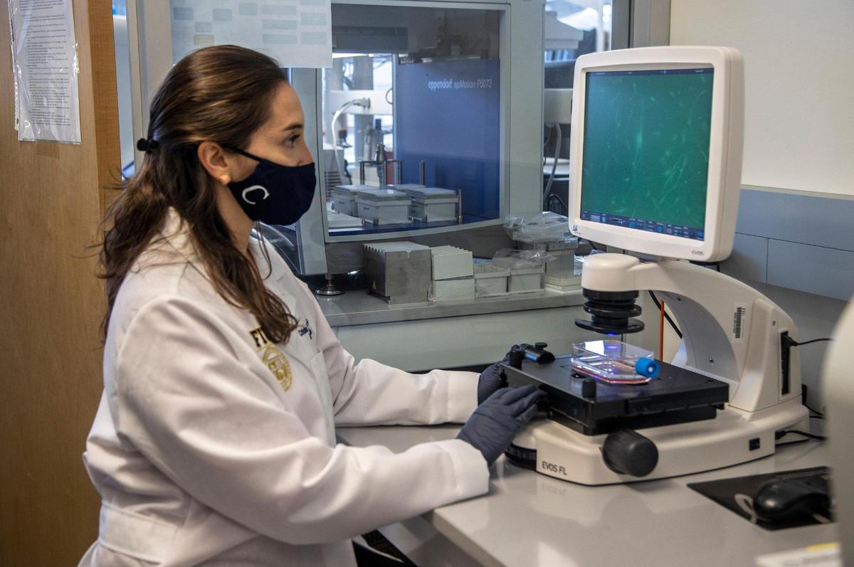 Cristina Andrade Feraud, a Ph.D. student, looks at cell samples on a microscope at Dr. Diana Azzam’s lab at the FIU Modesto Maidique Campus.