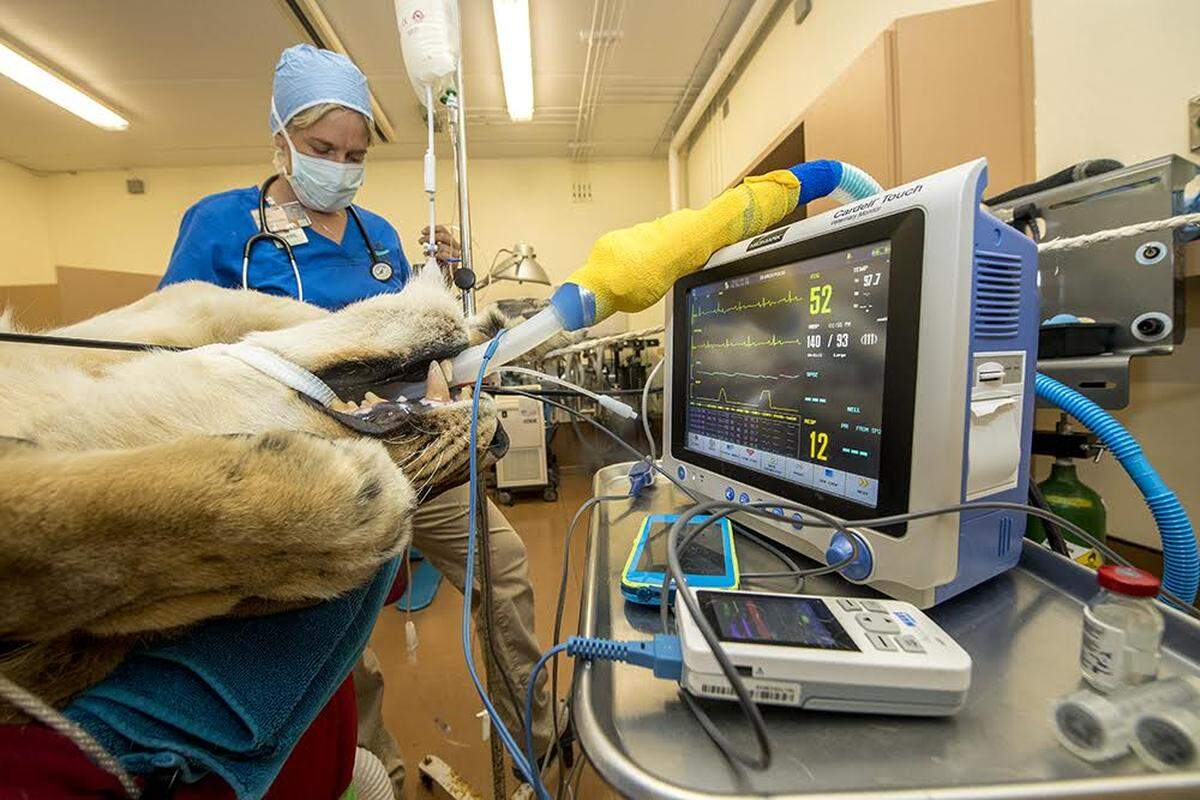 Kashifa, an 8-year-old lioness, was spayed Monday at Zoo Miami.