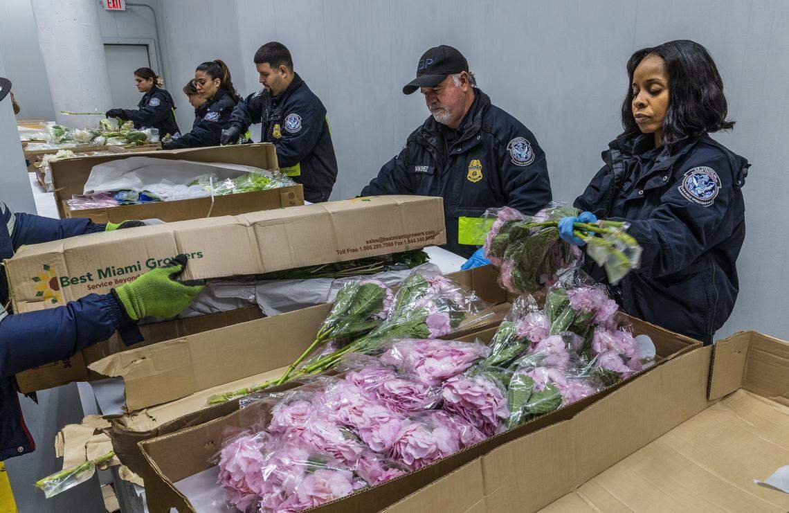 U.S. Customs and Border Protection officers conducts a rigorous inspection of imported flowers arriving from Colombia and Ecuador, to detect pests and diseases threatening U.S. agriculture, ahead of Valentine's day in the Avianca Cargo Warehouse at Miami International Airport, in Miami, on Friday Feb 06, 2026